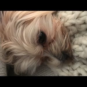 Meet your Posher, Josh